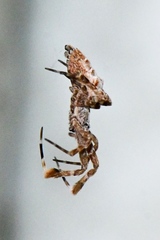 Uloborus diversus