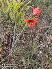 Hippeastrum glaucescens