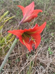Hippeastrum glaucescens