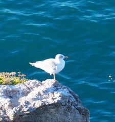 Larus michahellis