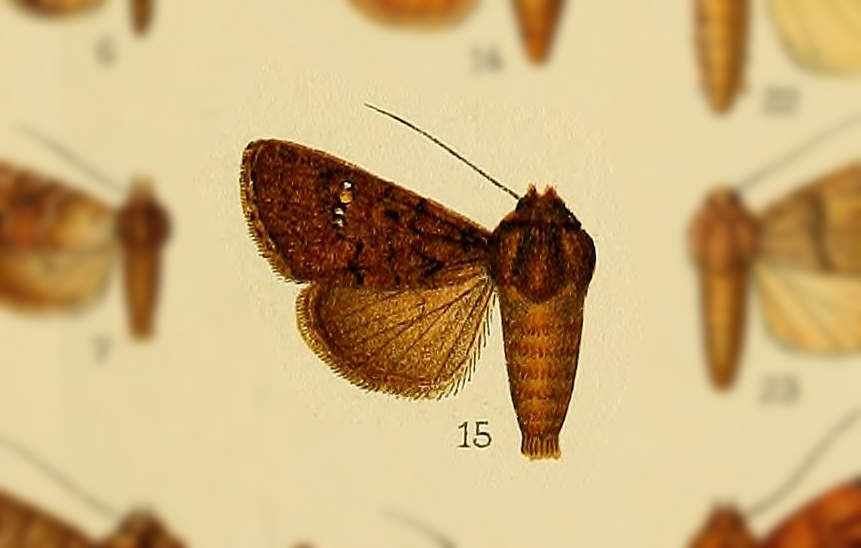 Athetis ochreipuncta