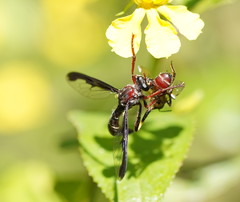 Daptolestes