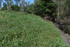 Leucas lavandulifolia