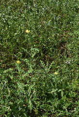 Leucas lavandulifolia