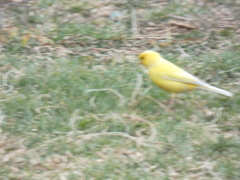 Serinus canaria domesticus