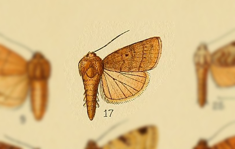 Proxenus rectilinea