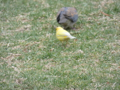Serinus canaria domesticus