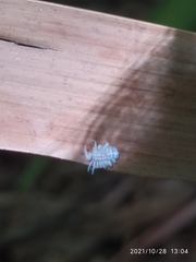 Insecta