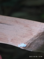 Insecta
