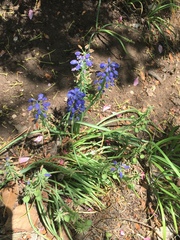 Muscari neglectum