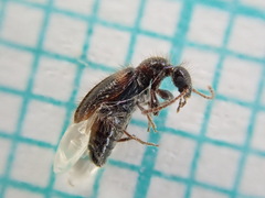 Hirticomus hispidus