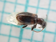 Hirticomus hispidus