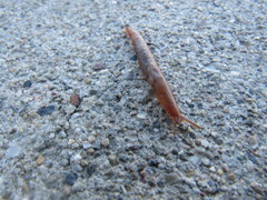 Gastropoda