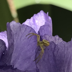 Mecaphesa