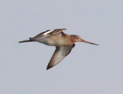 Limosa limosa
