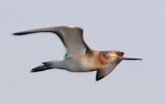 Limosa limosa