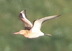 Limosa limosa