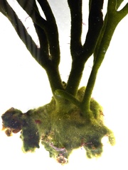 Codium tomentosum