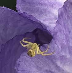 Mecaphesa