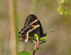 Tisiphone abeona albifascia