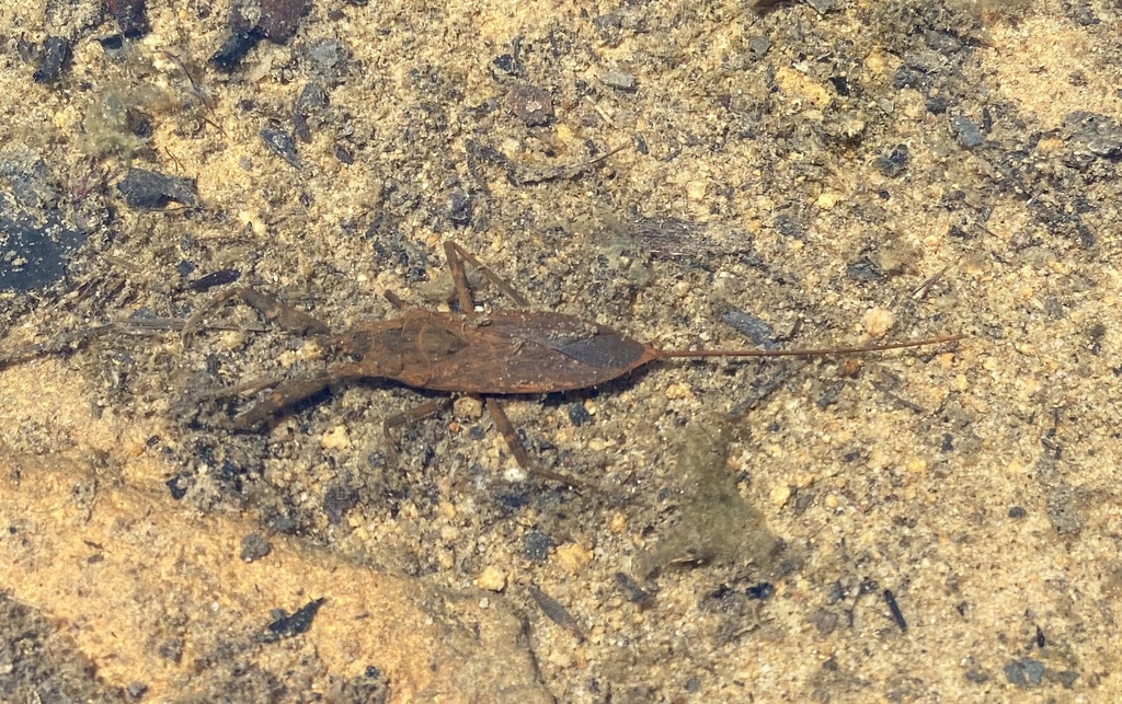 Australian Water Scorpion