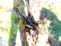 Cyperus pseudovegetus