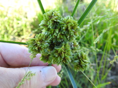 Cyperus pseudovegetus
