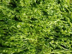 Ulva compressa