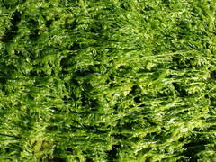 Ulva compressa
