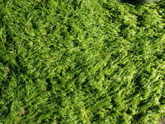 Ulva compressa