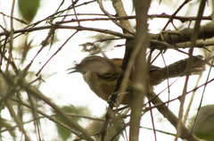 Pheugopedius genibarbis