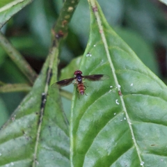 Ocyptamus antiphates