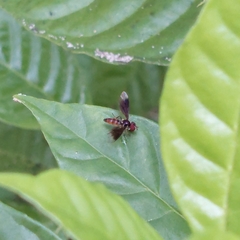 Ocyptamus antiphates