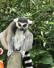 Lemur