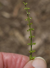 Basilicum polystachyon