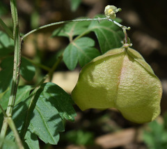 Cardiospermum halicacabum halicacabum