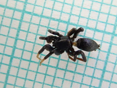 Drassyllus