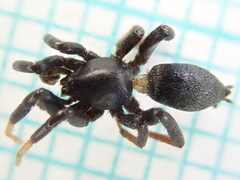 Drassyllus