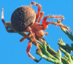 Araneus