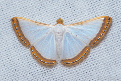 Leuciris
