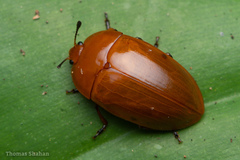 Iphiclus lateripunctatus