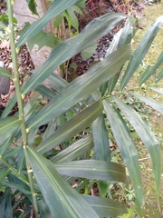 Zingiber officinale