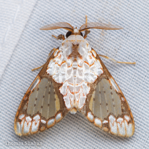 Azatrephes orientalis thumbnail