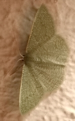 Phaiogramma faustinata