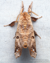 Pantelodes satellitia