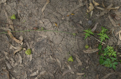 Cardiospermum halicacabum halicacabum