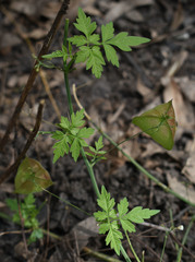 Cardiospermum halicacabum halicacabum