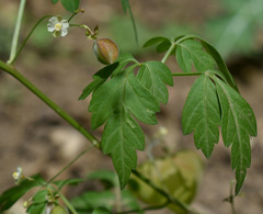 Cardiospermum halicacabum halicacabum