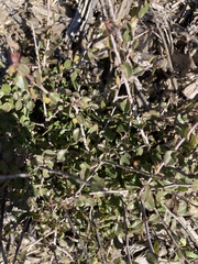 Ceanothus verrucosus