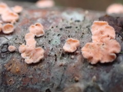 Aleurodiscus grantii